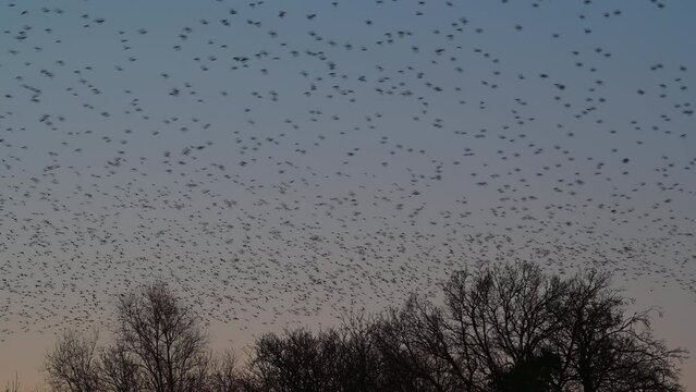 Starling birds murmuration in a clear sky during a calm sunset at the end of the day. Huge groups of starlings (Sturnidae) in the sky that move in shape-shifting clouds before landing in the trees for