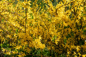 spring or summer landscape flowering plant with yellow forsythia flowers close-up in park landscape...