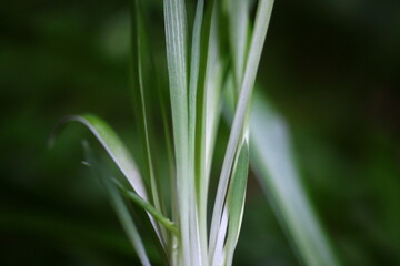 Chlorophytum laxum zielistka czubiasta