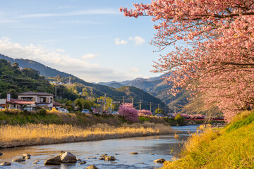 静岡県　河津町　河津桜まつりの河津桜
