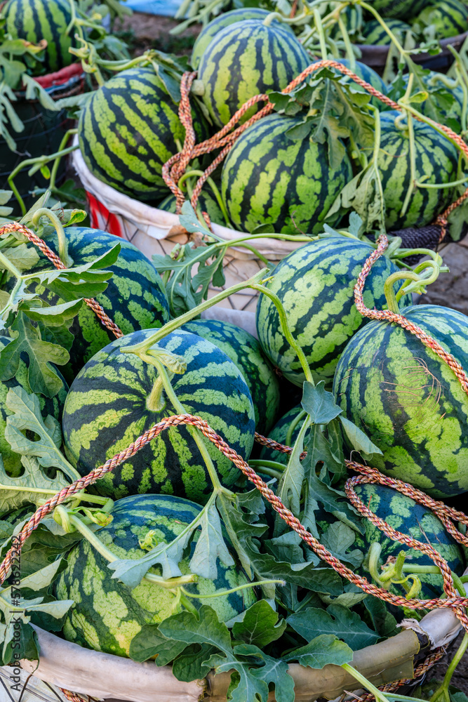 Wall mural Fresh watermelon fruit just picked in the watermelon field. Agricultural watermelon field. Watermelon harvest season in summer.