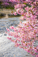 静岡県　河津町　河津桜まつりの河津桜