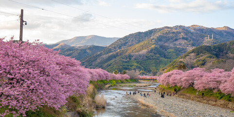 静岡県　河津町　河津桜まつりの河津桜