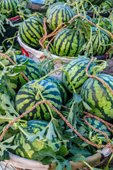 Fresh watermelon fruit just picked in the watermelon field. Agricultural watermelon field. Watermelon harvest season in summer.