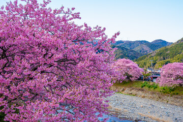 静岡県　河津町　河津桜まつりの河津桜