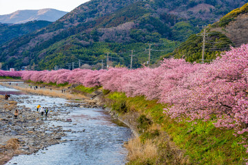 静岡県　河津町　河津桜まつりの河津桜