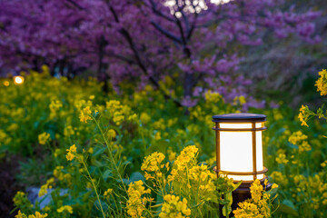 静岡県　河津町　河津桜まつりの河津桜