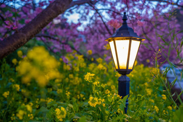 静岡県　河津町　河津桜まつりの河津桜