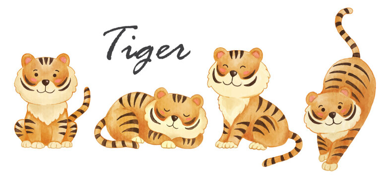 Tiger . Realistic watercolor paint of wildlife animals with paper textured . Cartoon character design . Vector .