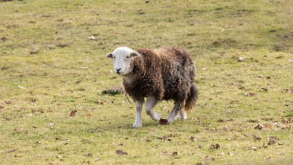 Herdwick Sheep in a rare breed programe staffordshire uk