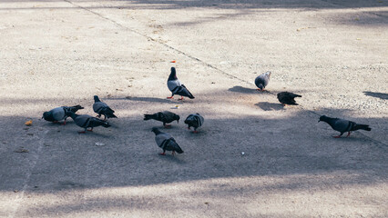 Pigeons on the ground in the park. Selective focus.