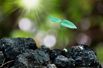 plant on the ground