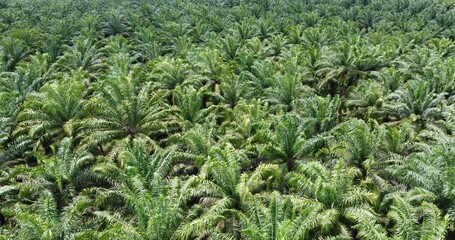 Drone view of the landscape of a beautiful green colored oil palm tree plantation, afternoon in indonesia