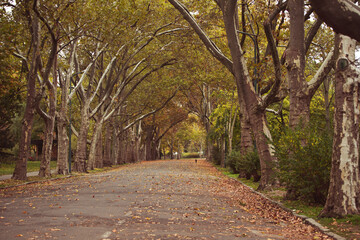 Autumn in the park in Budapest.