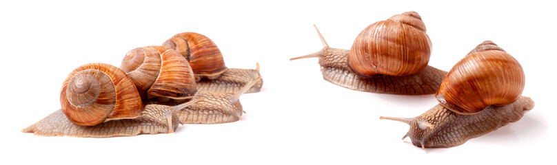 Three snail crawling on a white background closeup