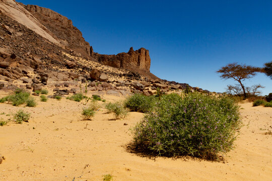 Green plants in the Sahara desert. Flowering bushes Zilla spinosa or Spiny zilla thorny desert plant. Tadrart mountains, Tassili n&rsquo;Ajjer National Park, Sahara, Algeria, Africa.