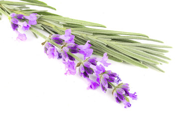 Twig of lavender with leaf isolated on a white background