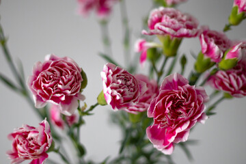Bouquet of pink bush carnations on a gray background. Close up.