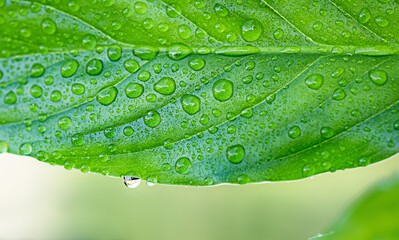 Green leaf with dew drops in macro