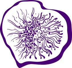 Figs fruit. Vector monochrome shape. Fresh food, juicy pulp. Art illustration. Summer natural sweet jam