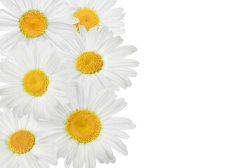 Fototapeta na wymiar chamomile or daisies isolated on white background. Top view with copy space for your text. Flat lay