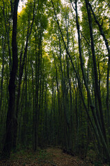 Moody forest background photo. Tall trees in lush forest.