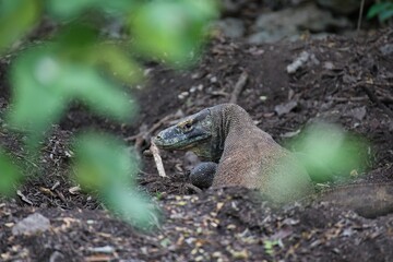Close-up of a Komodo dragon on Kampung Rinca in Komodo National Park on Flores preparing her nest and looking directly into the camera.