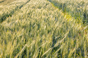 Agricultural field with ears of grain barley field. Fresh ears spikes of green barley. Green grain barley growing on field. Green barley is turning golden yellow. Young ripe ears swaying on the wind.