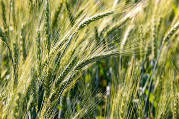 Agricultural field with ears of grain barley field. Fresh ears spikes of green barley. Green grain barley growing on field. Green barley is turning golden yellow. Young ripe ears swaying on the wind.
