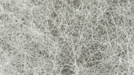 Mold Background. Macro Shot of Mold. Mold Spores on Bread. Rhizopus Colony. Sporangium and...