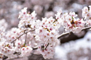 日光の当たる桜の花