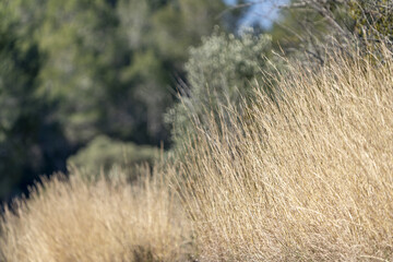 planta orilla carretera