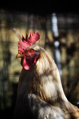 the rooster with the austere gaze