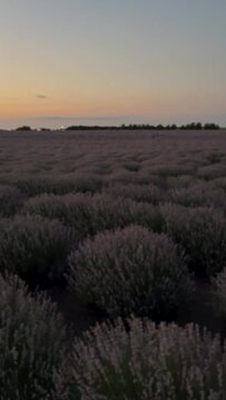 Sunrise over fields of lavender in the Provence. Mayfair lavender