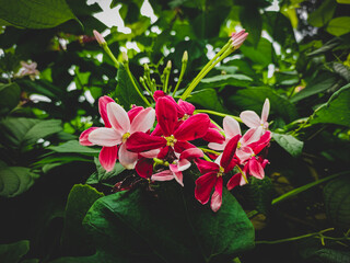 Red and green HD flower desktop wallpaper, flower photography