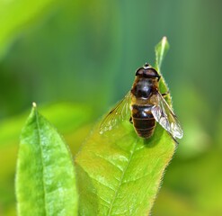 Sunbathing Dronefly