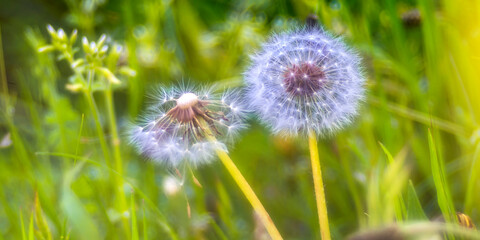 Flying Seed, Common Dandelion, Taraxacum officinale, Taraxacón, Sierra de Guadarrama National Park, Segovia, Castilla y León, Spain, Europe.