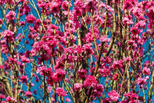 Spring arrives. Pink flowers as background