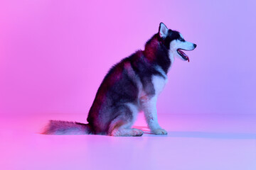 Profile view of groomed puppy of Husky dog sitting on floor and looking at side isolated on pink-purle background in neon light. Pet looks groomed