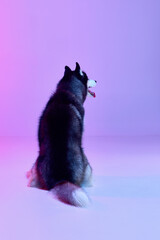 Studio shot of black and white groomed puppy of Husky dog sitting his back to camera isolated on gradient pink purple background.