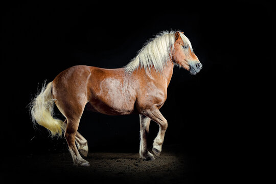 Pferd im Studio
