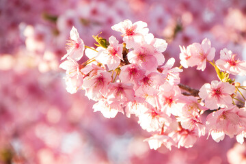 掛川桜