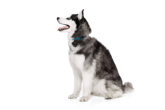 Portrait of groomed puppy of Husky dog sitting on floor and looking at side isolated on white background. Pet looks groomed