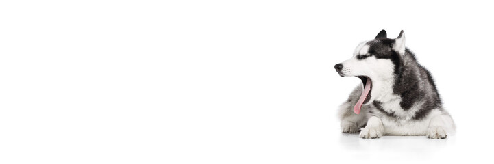 Siberian Husky dog with tongue sticking out yawning isolated over white studio background. Beauty, animal health, happiness, care concept