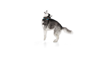 Playful puppy of Husky dog playing, jumping isolated on white background. Concept of animal, care, health and beauty