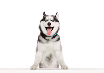 One adorable Siberian Husky dog with tongue sticking out posing isolated over white studio background. Beauty, animal health, happiness, care concept
