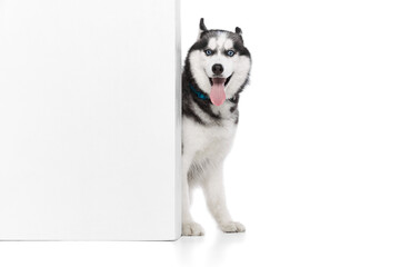 Portrait of Husky dog with tongue sticking out sitting near to wall isolated over white studio background. Beauty, animal health, happiness, care concept