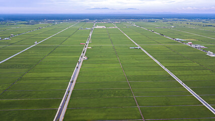 Aerial view of Green fields with paddy during planting season.