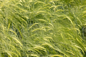 Agricultural field with ears of grain barley field. Fresh ears spikes of green barley. Green grain barley growing on field. Green barley is turning golden yellow. Young ripe ears swaying on the wind.