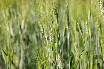 admiration, agricultural, agriculture, background, barley, barley field, beautiful, bliss, bread, carefree, cereal, enjoying, farm, female, field, food, freedom, fresh, girl, golden, grain, grain barl